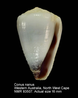 Conus nanus (2).jpg - Conus nanusG.B.Sowerby,1833